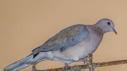 Küçük kumru