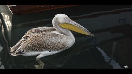 Ak pelikan