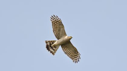 Atmaca