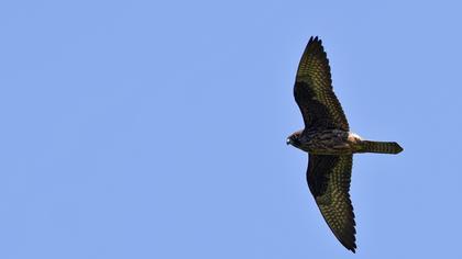 Ada doğanı