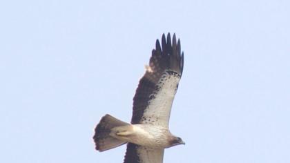 Küçük kartal