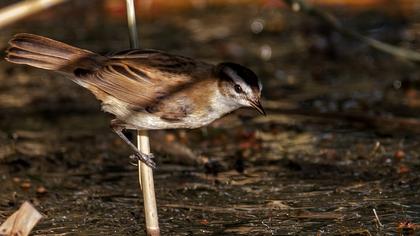 Kındıra kamışçını