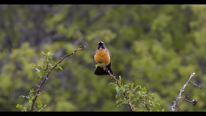White-throated Robin