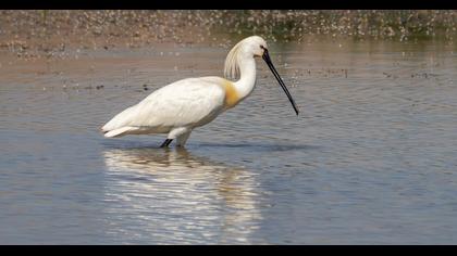 Eurasian Spoonbill