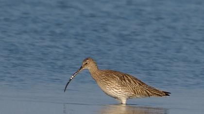 Eurasian Curlew