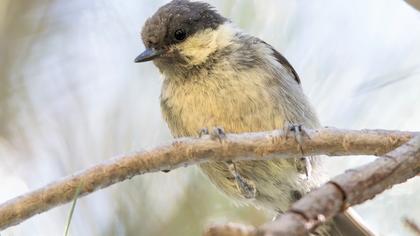 Akyanaklı baştankara