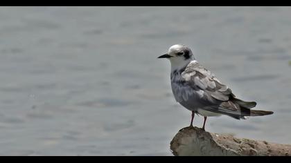 White-winged Tern