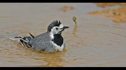 White Wagtail