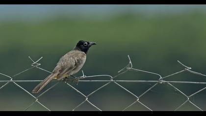 White-spectacled Bulbul