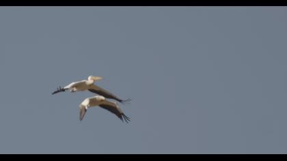 Great White Pelican