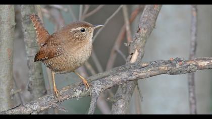 Eurasian Wren