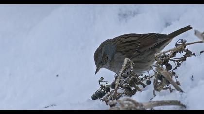 Dunnock