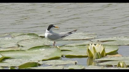 Little Tern
