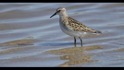 Little Stint