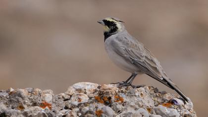 Horned Lark