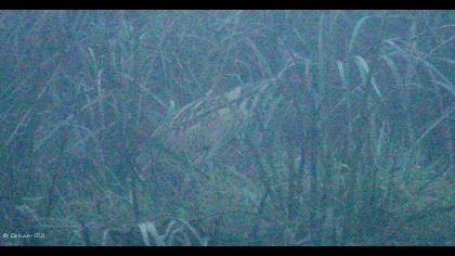 Eurasian Bittern
