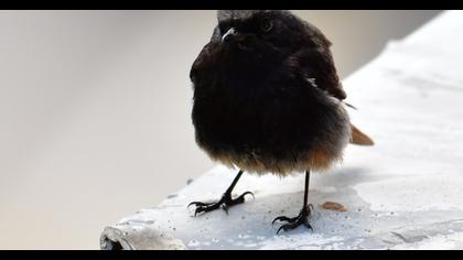 Black Redstart