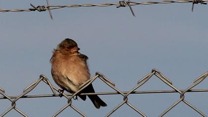 Common Chaffinch