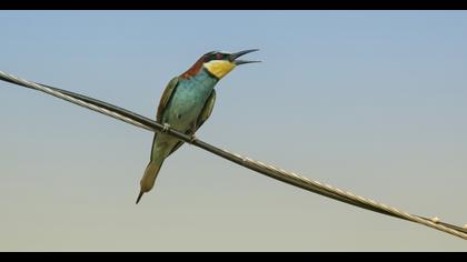European Bee-eater