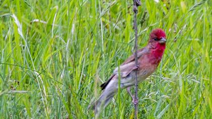 Common Rosefinch