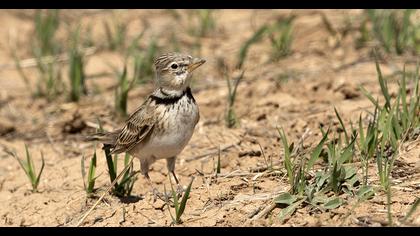 Calandra Lark
