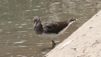 Green Sandpiper