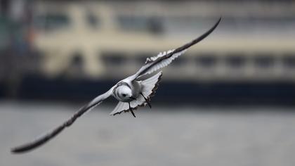 Black-legged Kittiwake