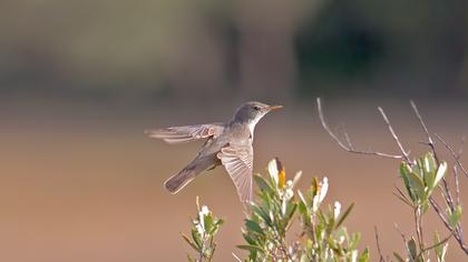 Olive-tree Warbler