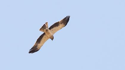 Booted Eagle