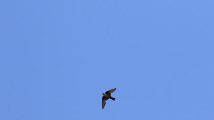 Eurasian Crag Martin