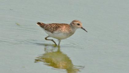 Pectoral Sandpiper