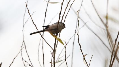Uzunkuyruklu baştankara