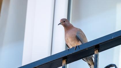 Laughing Dove