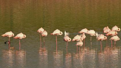Greater Flamingo