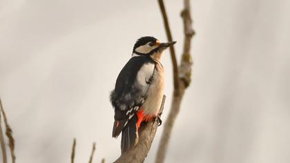 Great Spotted Woodpecker
