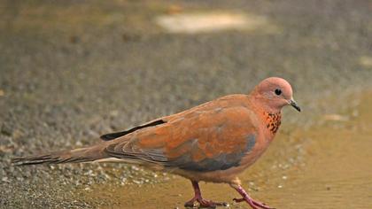 Laughing Dove