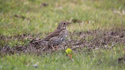 Song Thrush