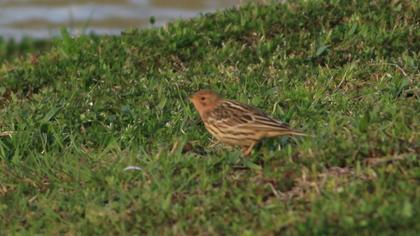 Red-throated Pipit