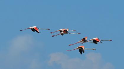 Greater Flamingo