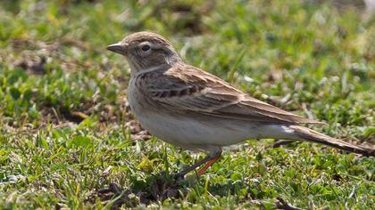 Bozkır toygarı
