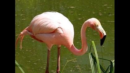 Flamingo