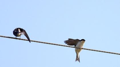 Ev kırlangıcı