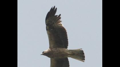 Küçük kartal
