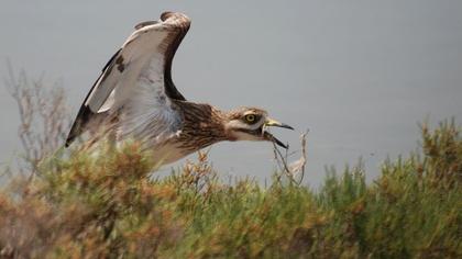 Kocagöz