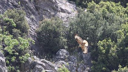Kızıl şahin