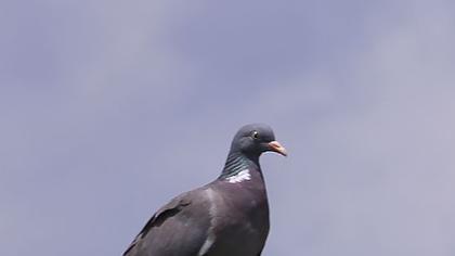 Tahtalı