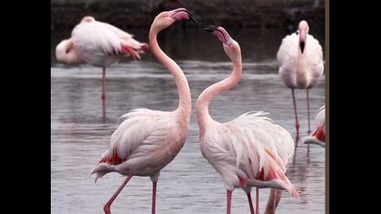 Flamingo