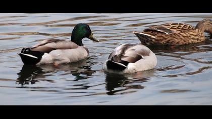 Yeşilbaş