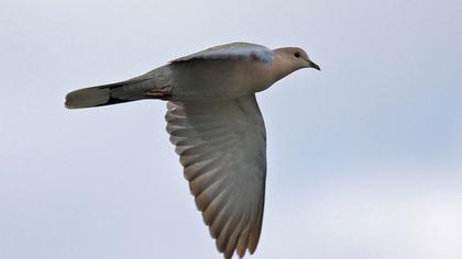 Kumru