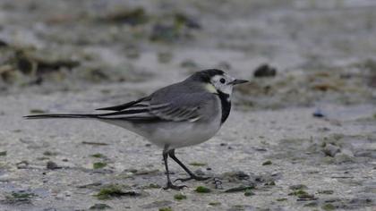 Ak kuyruksallayan